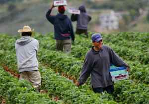 Farm Workers